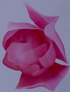 photo Luc de Lorfével